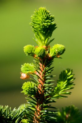 Picea glauca 'Albertiana' - smrk sivý (114) - jehlice